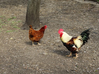 spring, village, summer, sun, birds, domestic animals, goats. rural yard.