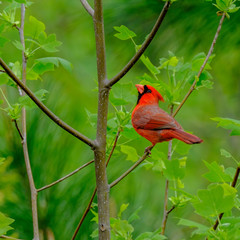 Red Cardinal on a Branch