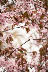 Beautiful and fresh spring backgrund with blurry light pink cherry blossom tree branches background