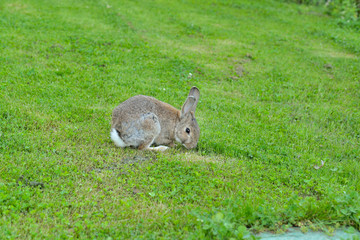  conejo domestico en el césped (Oryctolagus cuniculus) Casares Andalucía España	