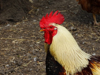spring, village, summer, sun, birds, domestic animals, goats. rural yard.