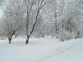 Snow-covered trees in the Park, bright day