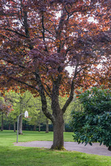 Public park landscape and trees Oregon.