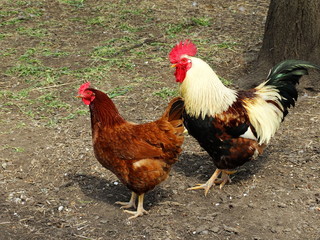 spring, village, summer, sun, birds, domestic animals, goats. rural yard.