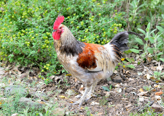 gallo domestico en el campo (Gallus gallus)   Grazalema Andalucía España