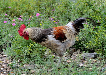  gallo domestico en el campo (Gallus gallus)   Grazalema Andalucía España