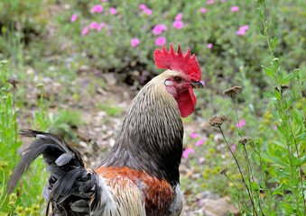  gallo domestico en el campo (Gallus gallus)   Grazalema Andalucía España