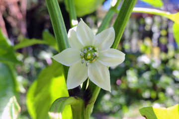 A close-up of a white pepper flower