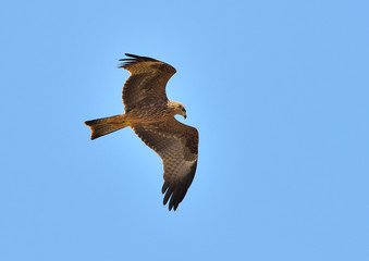 cometa negra milano negro sobrevolando el bosque Black kite (Milvus migrans) Casares Andalucía España