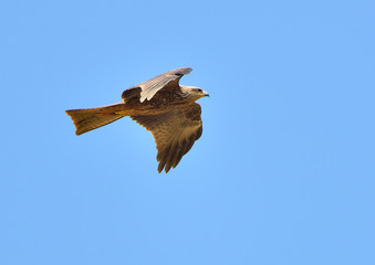 milano negro volando en el campo (Milvus migrans) Casares Andalucía España