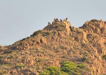 buitre leonado en la roca (Gyps fulvus) Casares Andalucía España
