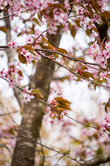Beautiful and fresh spring backgrund with blurry light pink cherry blossom tree branches background