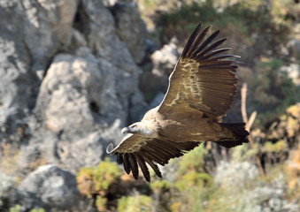 buitre leonado en vuelo sobre el acantilado (Gyps fulvus)  Casares Andalucía España
