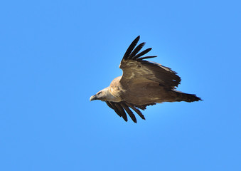 buitre leonado en vuelo con cielo azul  (Gyps fulvus)  Casares Andalucía España