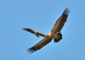 pareja de buitres leonados en vuelo  (Gyps fulvus)  Casares Andalucía España