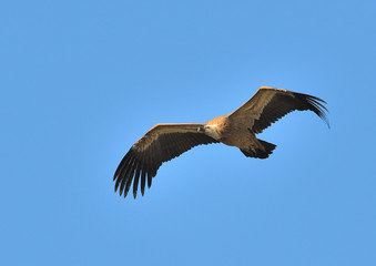 buitre leonado volando con un cielo azul (Gyps fulvus)  Casares Andalucía España