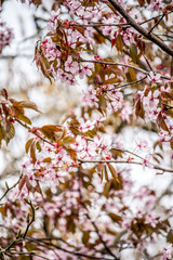 Beautiful and fresh spring backgrund with blurry light pink cherry blossom tree branches background