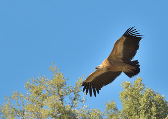 buitre leonado volando sobre los arboles (Gyps fulvus)  Casares Andalucía España