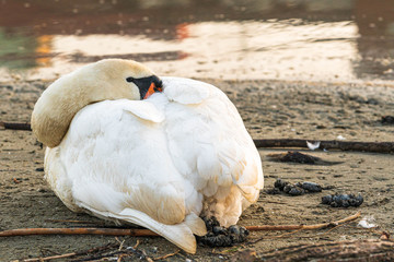 Białe łabędzie na rzece o poranku. Ptaki siedzą na brzegu lub w wodzie w promieniach słońca