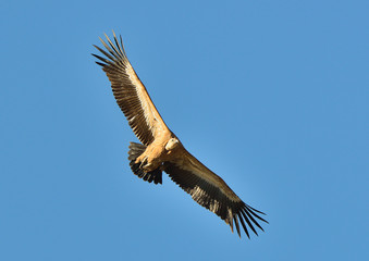 buitre leonado en vuelo de costado sobre el cielo (Gyps fulvus)  Casares Andalucía España