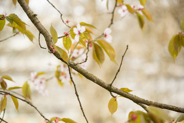 Freshness of Spring, cherry blossom branches with white delicate flowers and blurry background