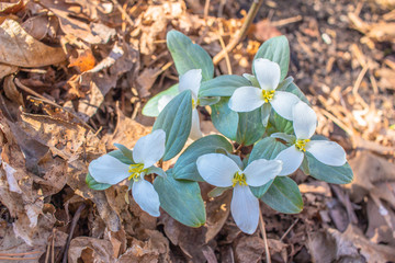 Close up view of native white snow trillium (trillium nivale) wildflowers blooming undisturbed