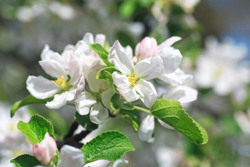 Blossoming apple tree in spring. White Apple Blossom.