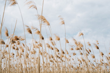 Golden field in the warm rays of the sun