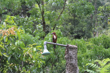 #Kingfisher ready to hunt!