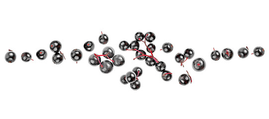 Fresh black elderberry fruit isolated on a white background, top view. Sambucus.