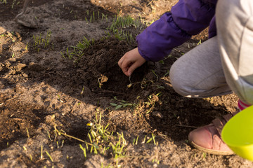 The process of planting germinated corn kernels