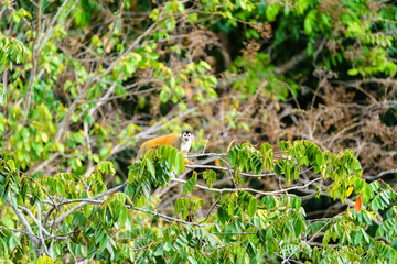 Common Squirrel Monkey (Saimiri sciureus) at top of a tree in jungle in Costa Rica
