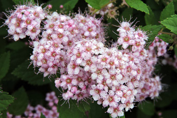 Clusters of rosy-pink flowers  of a Japanese meadowsweet, green leaves in the background