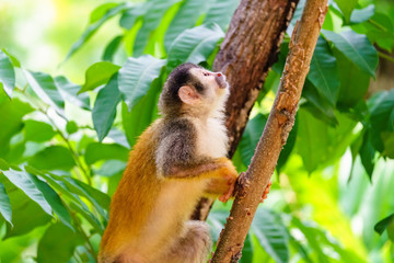 Common Squirrel Monkey (Saimiri sciureus) cautiously eyeing up the path above, taken in Manuel Antonio, Costa Rica