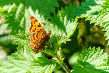 Comma Buterfly (Polygonia c-album), taken in the UK