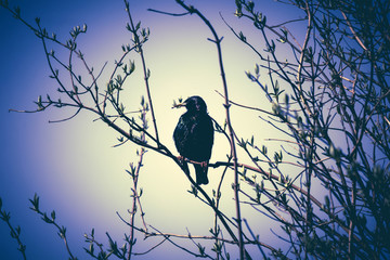 Fototapeta premium A common bird called starling sitting on the tree branches in Spring time.