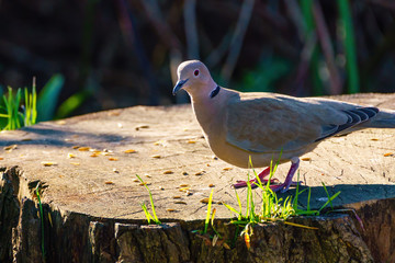 Collared dove (Streptopelia decaocto) backlit by early morning sun, taken in London, England