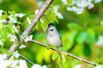 Blackcap (Sylvia atricapilla) male looking at camera, perched am