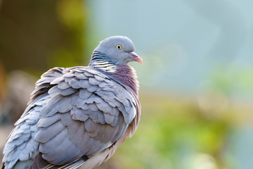 Common Wood Pigeon (Columba palumbus)  portrait, taken in London, England