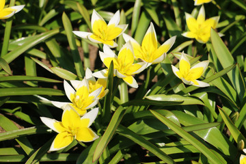 yellow tulipa tarda dasystemon flowers in the garden