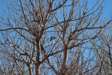 Dried flower in beautiful colorado,  USA