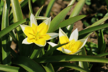 yellow tulipa tarda dasystemon flowers in the garden