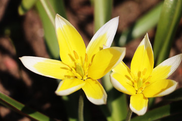 Fototapeta premium yellow tulipa tarda dasystemon flowers in the garden