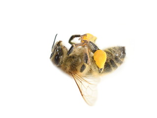 Honey bee Apis mellifera found dead isolated on white background