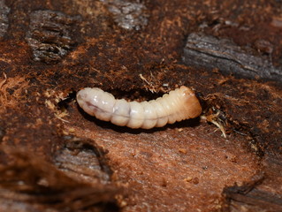 closeup, long horned beetle, longhorn, zoology, coleoptera, longhorn beetle, rotten, wooden, hole, worm, larva tunnels, hardwood, woodwork, bark, trunks, decompose, damage, environment, larva, pest, b