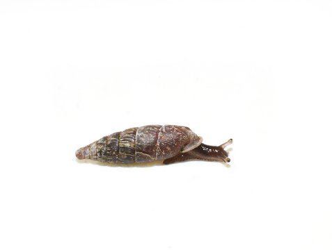 The two-toothed door snail Clausilia bidentata isolated on white
