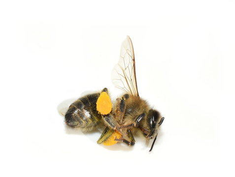 Honey bee Apis mellifera found dead isolated on white background