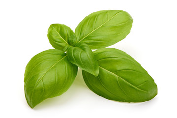 Fresh organic basil leaves, isolated on white background