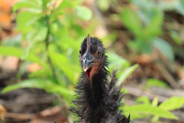 close up of a black and white rooster