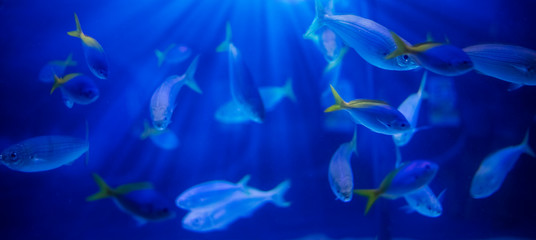 Naklejka na ściany i meble Blurred blue background, gauss blur. sea fish in the aquarium. abstract background, texture
